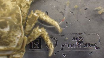 Media type: image;   Invertebrate Zoology 153121 Description: live specimen;